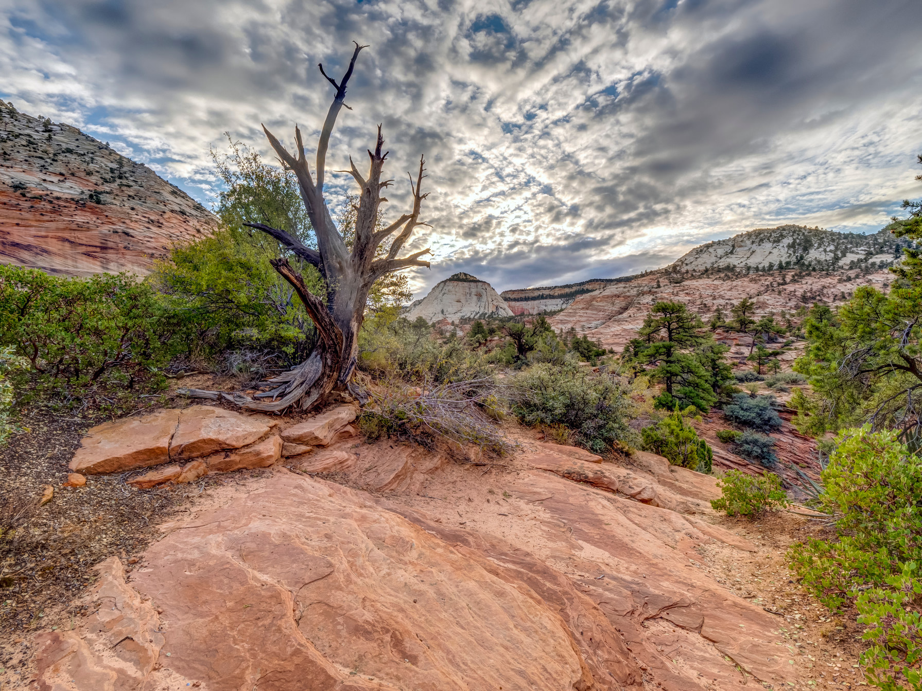 Red-rock canyon and a weathered tree, southern Utah.